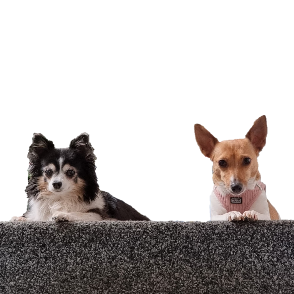 Tschitschi und Kabala